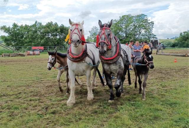 Súťažný dvojzáprah s potomstvom - Tibor Tóth